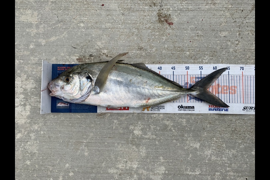 Mark Piskulic caught this 57.0cm Trevally at Far North during The Export NZ Fishing Competition